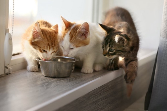 一つの器でごはんを食べる3匹の猫