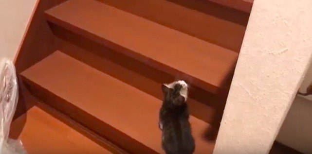 階段の子猫