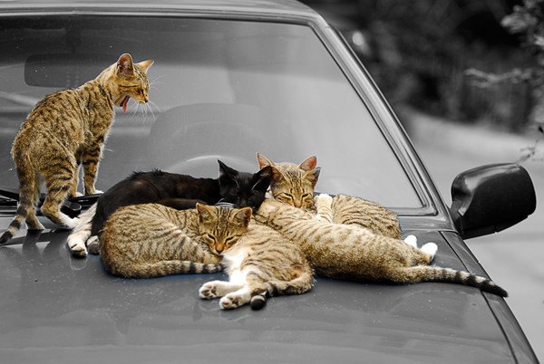 車に乗る猫達