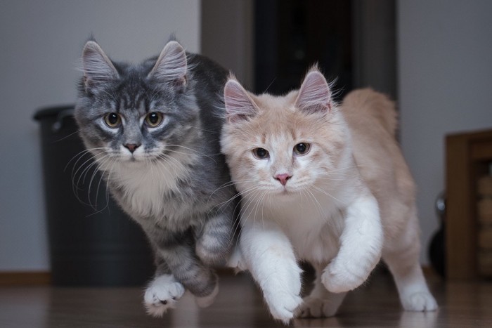 室内を走る2匹の猫