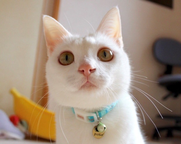 かわいい顔の白猫リリーちゃん