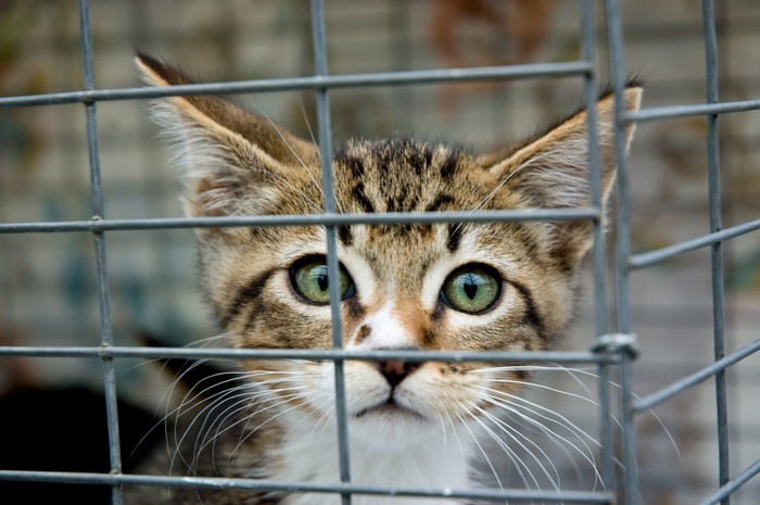 檻の中の子猫