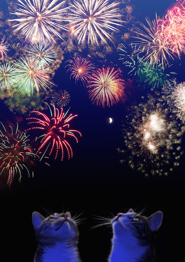 花火を見つめる二匹の猫