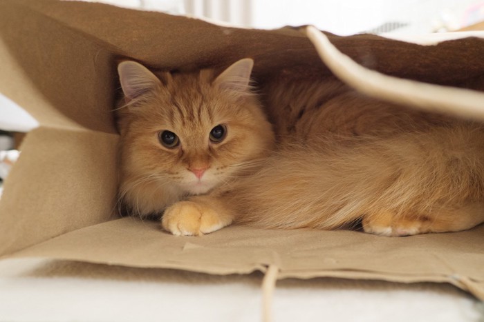 紙袋の中にいる茶色の猫