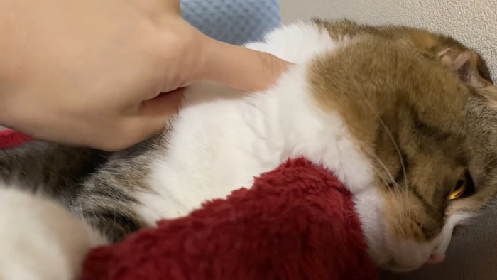 首の毛の中に指を入れられる猫