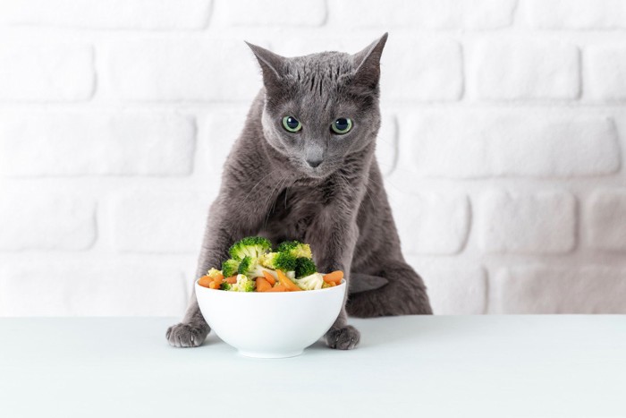 野菜の入った食器とグレーの猫