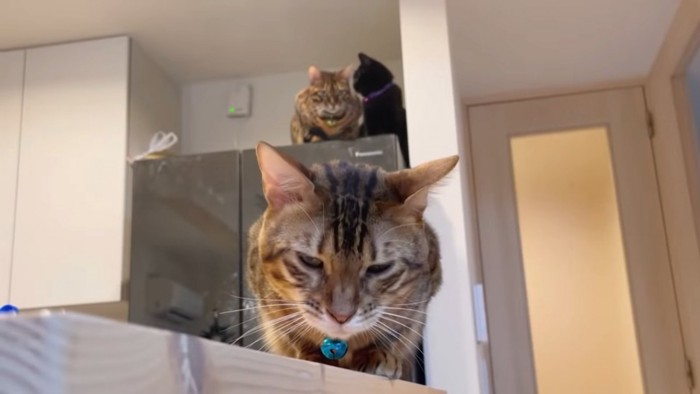 冷蔵庫の上の2匹の猫とカメラの前にいる猫