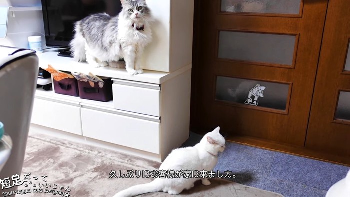 ドアの前に立つ2匹の猫