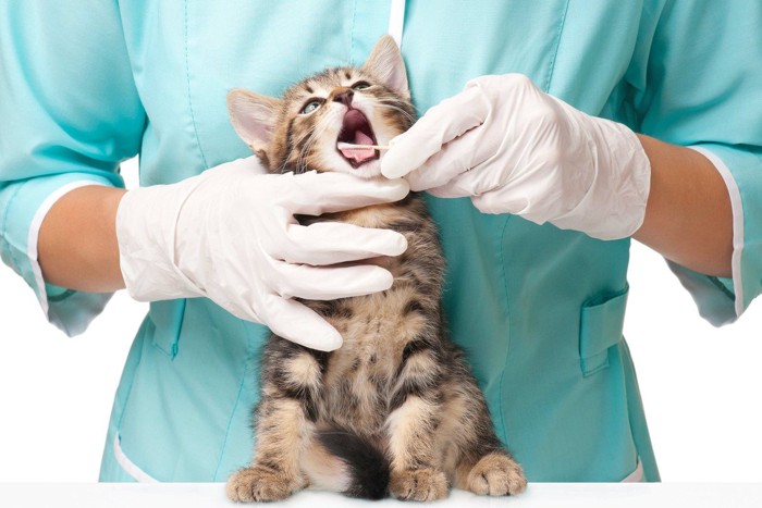 歯を確認されている子猫