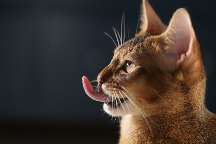舌出す猫