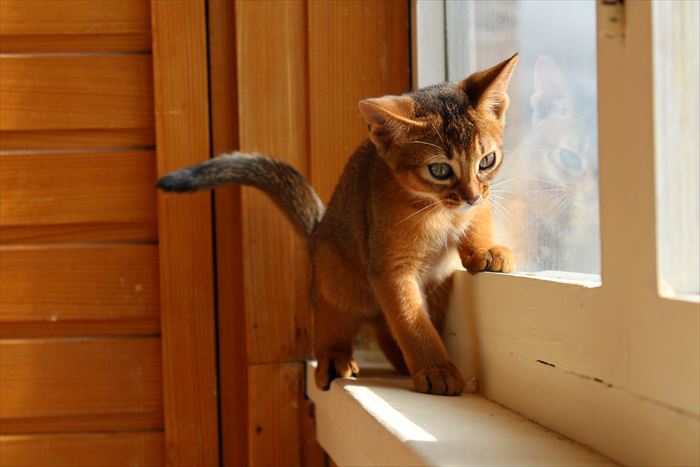 窓辺のアビシニアン子猫