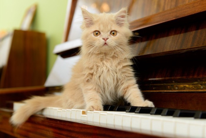 ピアノの鍵盤にのっている子猫