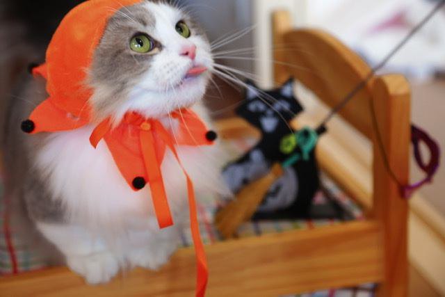 ハロウィン帽子をかぶった猫