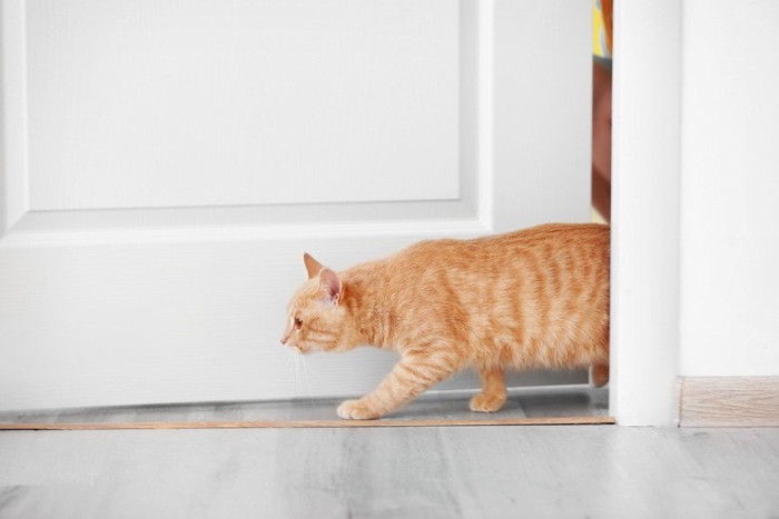 ドアから入る猫