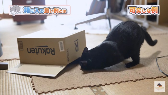 伏せた箱にもぐる黒猫