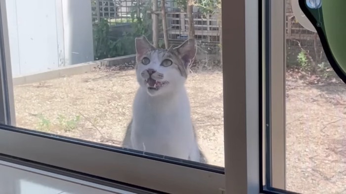 外で鳴く猫