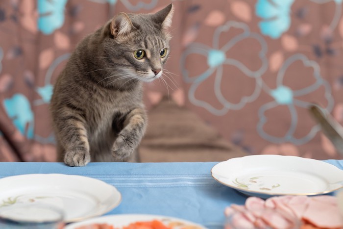 テーブルの上の皿を見る猫