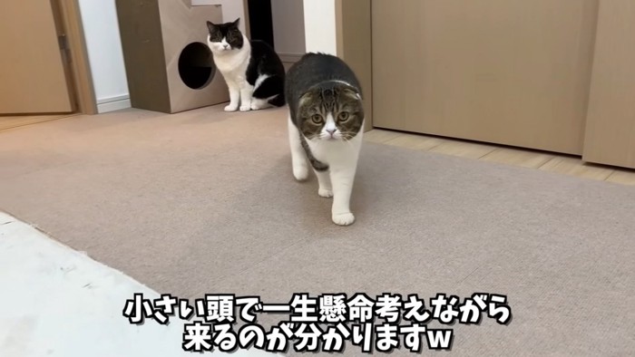 座る猫と歩く猫