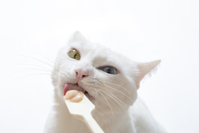 おやつを食べる白猫