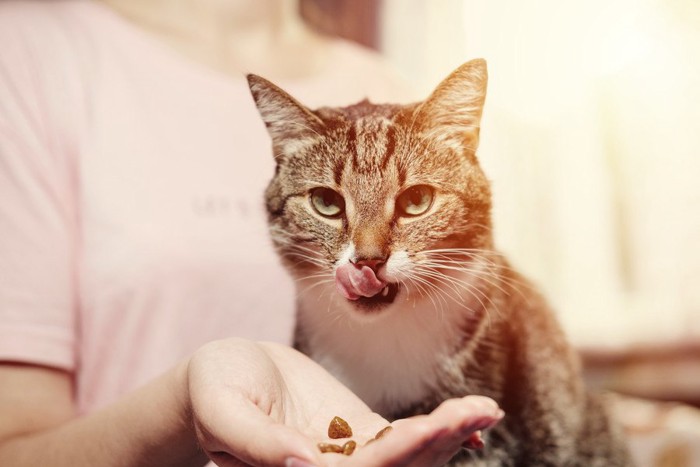 美味しそうに手から食べる猫