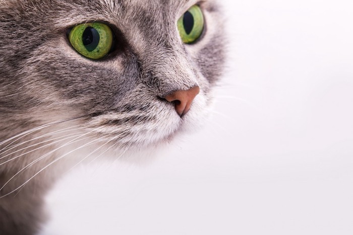 緑の瞳の猫アップ