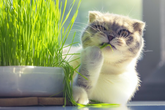 猫草をかじっている猫