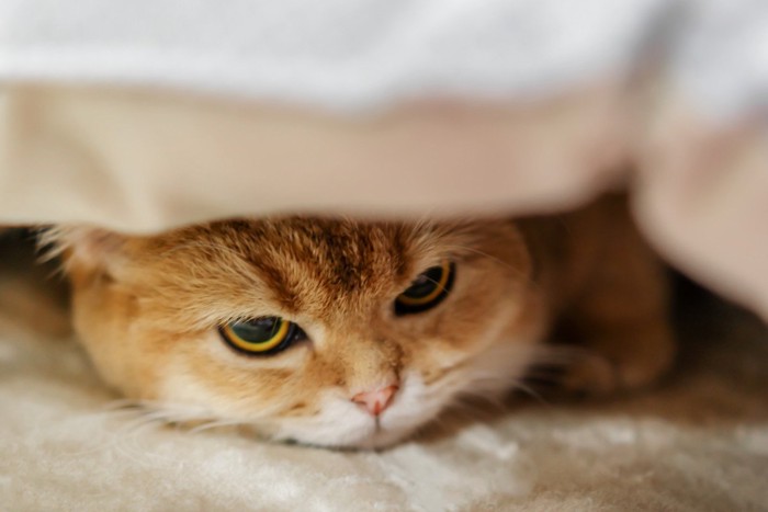 カーテンの下へ隠れている猫