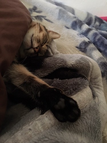 片手を伸ばして仰向けに眠るキジトラ