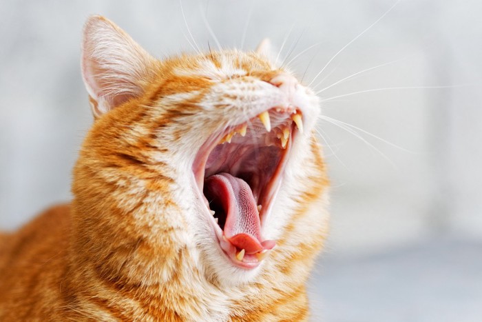 口を大きく開ける猫