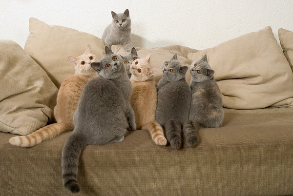 クッションの上から同じ方向を見つめる7匹の猫