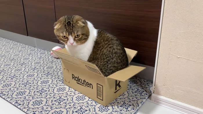 箱に入っておすわりしている猫