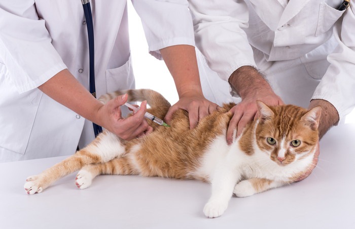 二人の獣医と注射を打つ猫