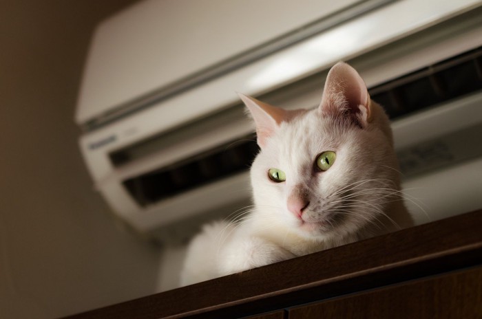 エアコン下の棚でくつろぐ猫