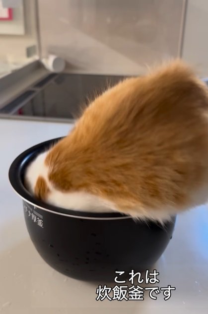 炊飯釜に入る猫2