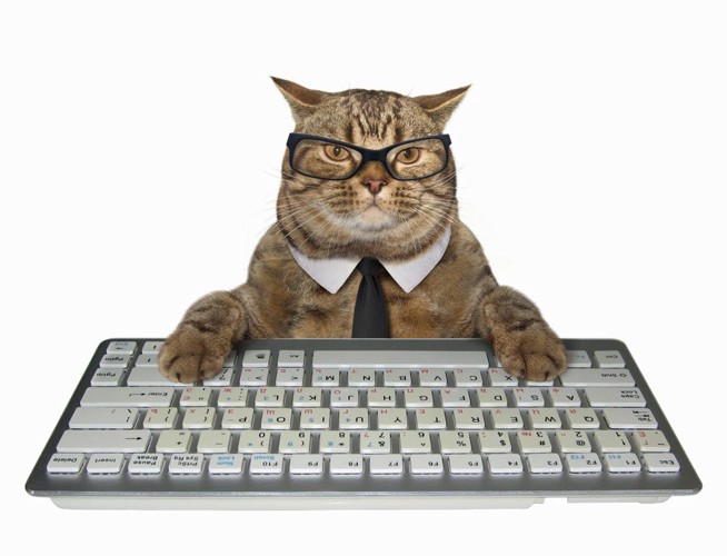 パソコンに座る猫