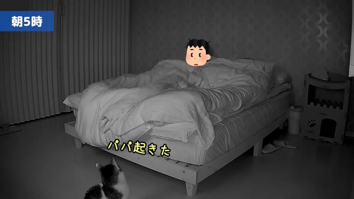 ベッドを見る猫
