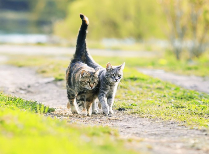 尻尾を寄せ連なって歩く二匹の猫