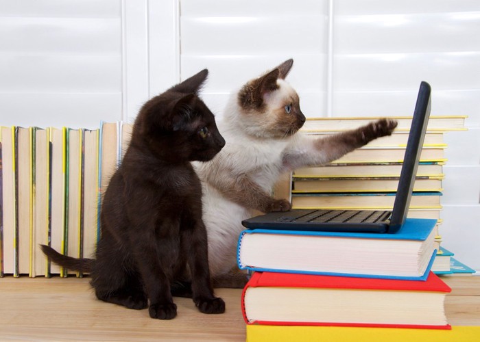 パソコンをいじる二匹の猫