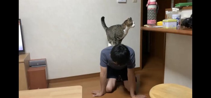背中に乗りながらしっぽを立てる猫