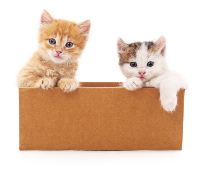 箱に入る2匹の猫