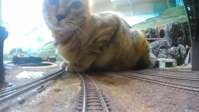 線路の模型の上の猫
