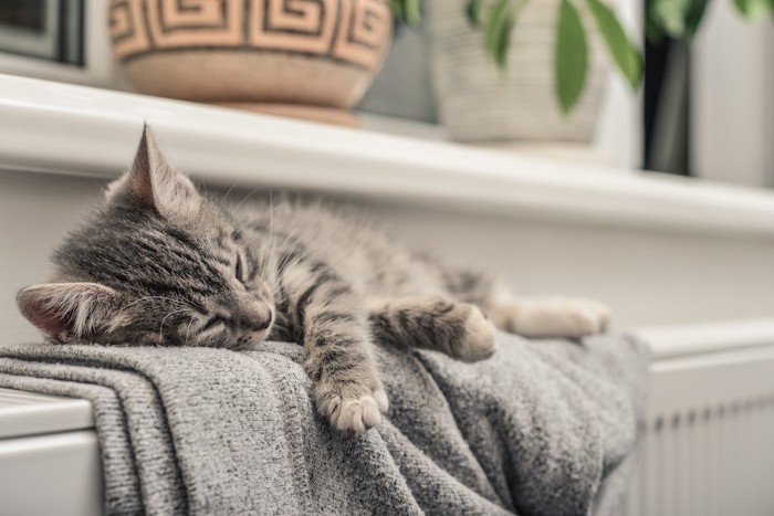 暖房の上で眠る子猫