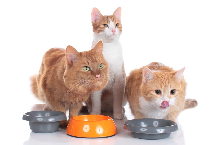 3匹の猫と食器