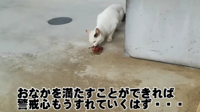 壁際でごはんを食べる猫