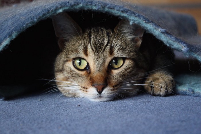 カーペットの下に隠れている猫