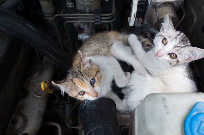エンジンルームの子猫2匹