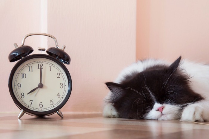 時計と寝ている猫