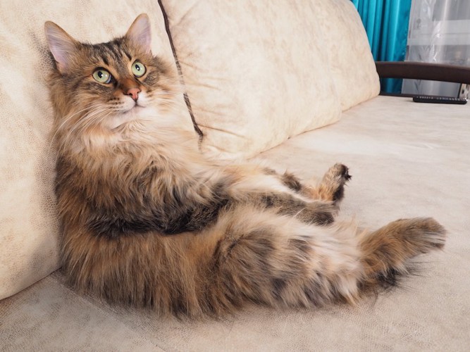 人のような姿勢でソファーに座る猫