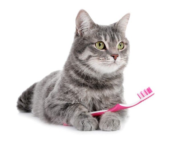 歯ブラシと猫