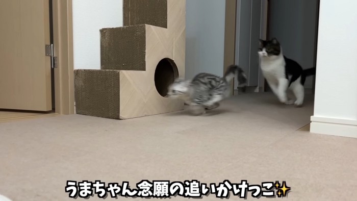走る2匹の猫